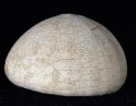 Echinocorys humilis LAMBERT 1903 - Bild © FossNet FossilienStore